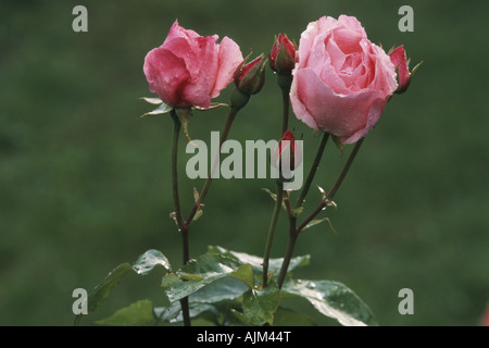 Rosa Queen Elizabeth (Grandiflora Rose)