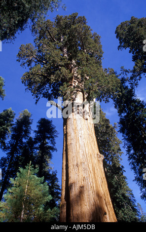 General Sherman tree Giant Sequoia California Stock Photo