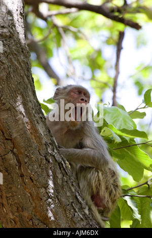 rhesus monkey, rhesus macacque (Macaca mulatta), yawning on a tree, India, Bandhavgarh National Park Stock Photo