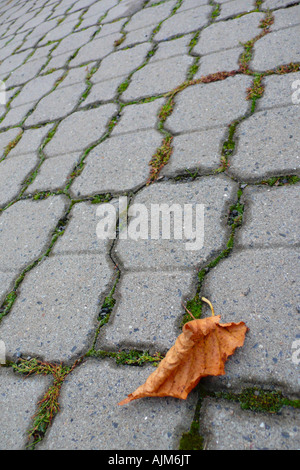 Autumn cobblestones foliage leaves paving stones Stock Photo - Alamy