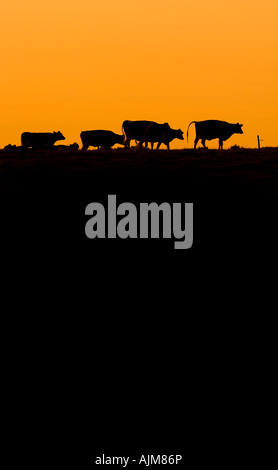 Cows silhouetted against a yellow sky. Picture by Jim Holden.