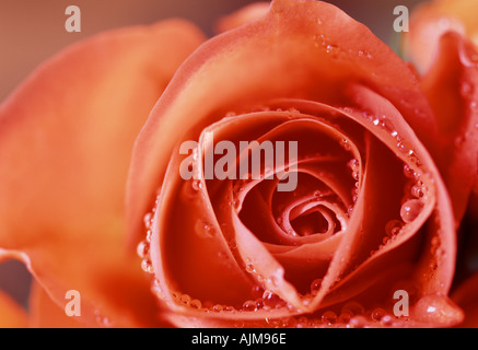 Orange rose close up Rosa Stock Photo