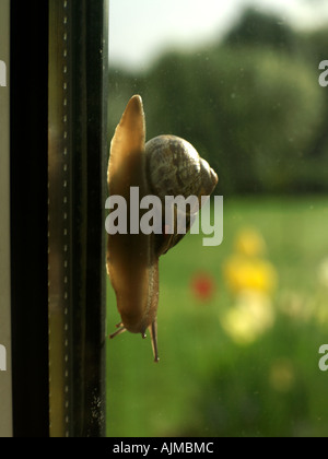 Snail on Window Pane Stock Photo