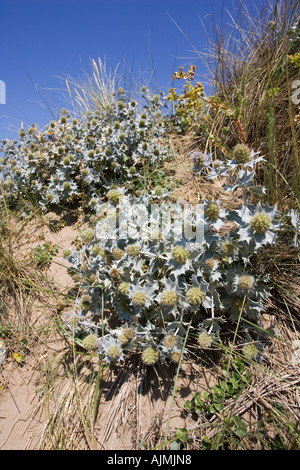 Clump of Sea Holly Eryngium maritimum on sand dunes Woolacombe Devon UK Stock Photo