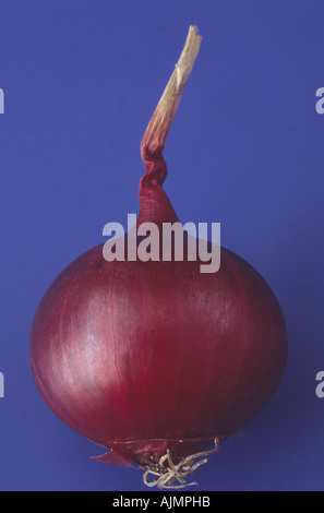 Allium cepa 'Red Baron'. Onion. Stock Photo