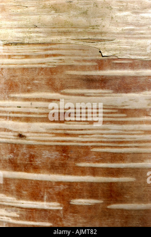 Poplar bark Stock Photo