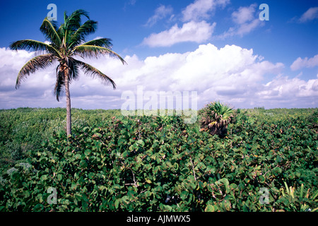 Scenery and vegetation in the Parque Punta Sur on the island of Cozumel in Mexico. Stock Photo