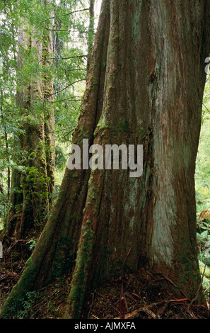 400 year old Eucalyptus regnans, Styx Valley, Tasmania, Australia, Stock Photo