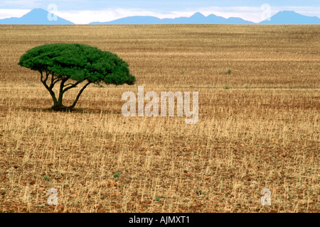 A lone tree in an empty field near Oudtshoorn in South Africa's Western Cape Province. Stock Photo