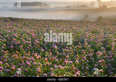 summer landscape with clover field near, forest and city in the