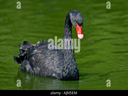 Australian Black Swan (cygnus atratus) Stock Photo