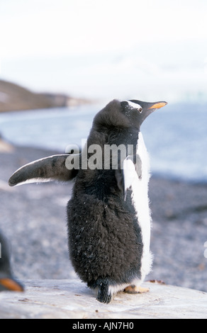 Gentoo penguin pygolscelis papua Antarctic Peninsula Stock Photo