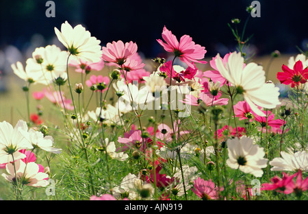 Japanese anemones in a park Kyoto Japan Stock Photo