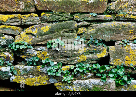 Plants growing out of stone wall Stock Photo - Alamy