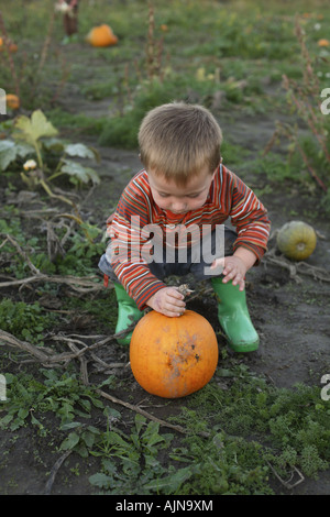 Two year old boy picking a pumpkin Stock Photo