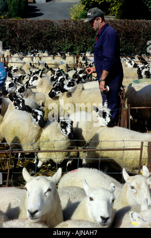 Market worker sorting sheep ready for the sale ring at a breeding sheep sale. Llanidloes, Powys, Wales, UK. Stock Photo