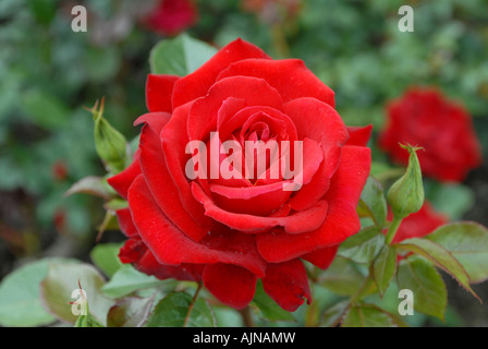 Single red rose in full bloom. Stock Photo