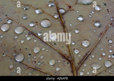 Autumn leaf of Tulip-tree Liriodendron tulipifera, and raindrops Stock Photo