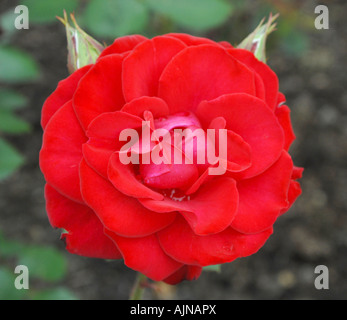 Single red rose in full bloom. Stock Photo