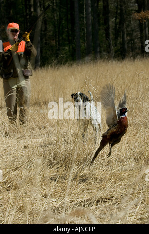 Ring necked pheasant takes flight as hunter and dog approach. Stock Photo