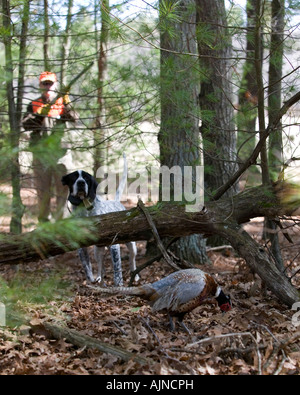 Ringneck Pheasant hunter and his dog approach their quarry. Stock Photo