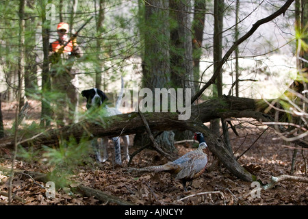 Ringneck Pheasant hunter and his dog approach their quarry. Stock Photo