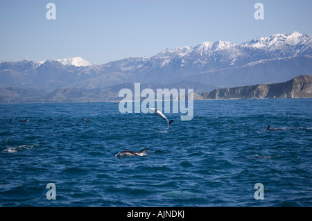 Leaping Dusky dolphins (Lagenorhynchus obscurus) off the coast of Kaikoura, New Zealand. Stock Photo