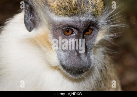 Closeup of a Green Monkey in the wild on the Caribbean island of Barbados Stock Photo