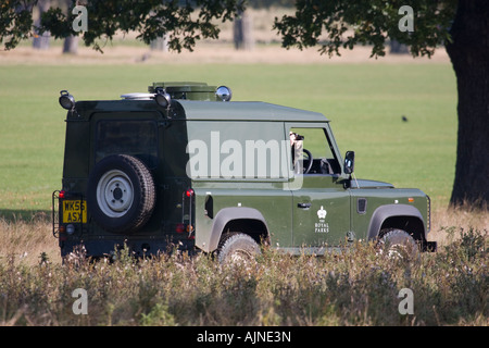 Authorities driving Land Rover car of The Royal Parks and taking photographs of deers Richmond Park London UK Stock Photo