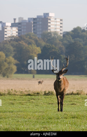 Male buck red deer and Roehampton block of flats in the background Richmond Park, London, UK Stock Photo