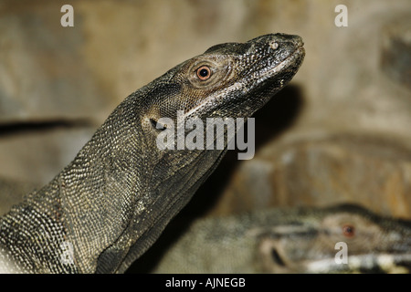 Lace Monitor Varanus Varius Australia Tree Goanna Stock Photo