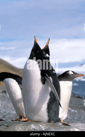 Gentoo penguin pygolscelis papua Antarctic Peninsula Stock Photo