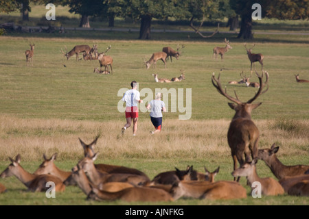 Man and woman jogging surrounded by herds of Red Deers Richmond Park London England UK Stock Photo