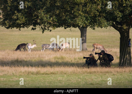 Wildlife photographers taking photographs of Red deers Richmond Park London England UK Stock Photo