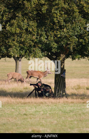 Wildlife photographers taking photographs of Red deers Richmond Park London England UK Stock Photo