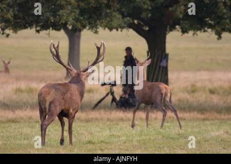 Red deers cautiously observing wildlife photographers Richmond Park London England UK Stock Photo