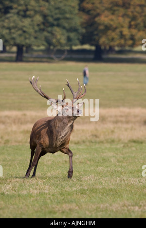 Red deer and man walking in the background Richmond Park London England UK Stock Photo