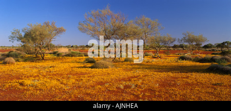 Wildflowers in mulga scrub Western Australia Stock Photo