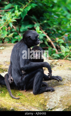 Black Spider Monkeys female with young Ateles paniscus Stock Photo - Alamy