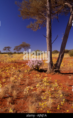 Wildflowers in mulga scrub Western Australia Stock Photo