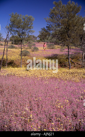 Wildflowers in mulga scrub Western Australia Stock Photo