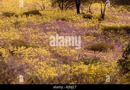 Wildflowers in mulga scrub Western Australia Stock Photo