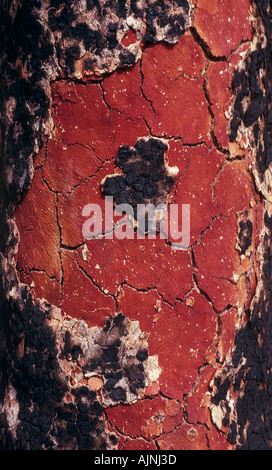 Bloodwood tree after bushfire, Australia Stock Photo