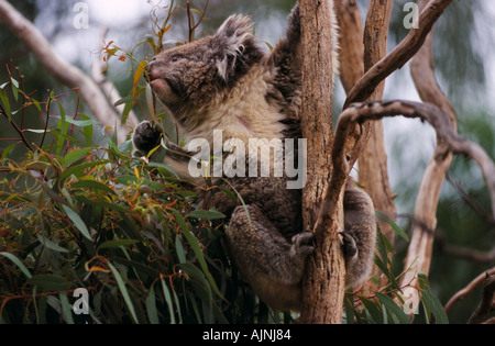 Koala, Melbourne Zoo, Royal Park, Melbourne, Victoria, Australia, horizontal, Phascolarctos cinereus victor Stock Photo