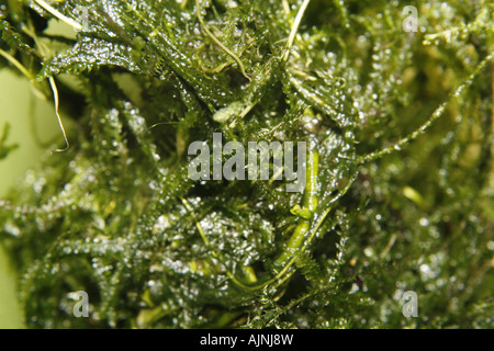 java moss Vesicularia dubyana Stock Photo