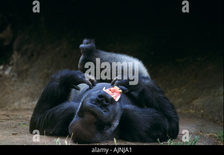 Gorilla, Melbourne Zoo Stock Photo