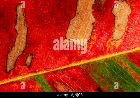 Eucalyptus leaf detail Australia horizontal Stock Photo