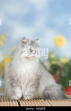 Persian Cat silver shaded tortie Stock Photo