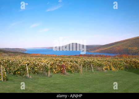 Grape vineyards in the fall on Canadaigua Lake Finger Lakes New York United States Stock Photo