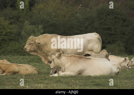 A Charolais Bull stands amongst a herd in a field on a farm in Wiltshire, England, UK Stock Photo